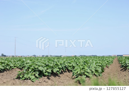 さつまいも畑 6月下旬 さつまいも畑 6月下旬 127855127