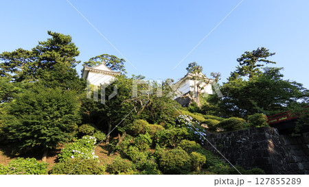 小田原城址の紫陽花 小田原城址の紫陽花 127855289
