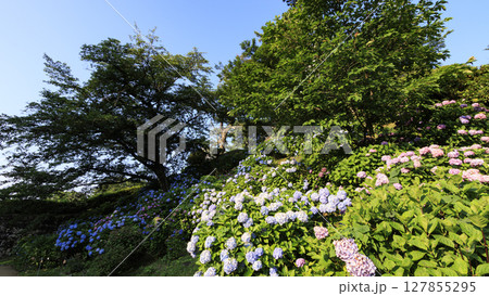 小田原城址の紫陽花 127855295