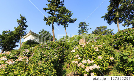 小田原城址の紫陽花 小田原城址の紫陽花 127855297