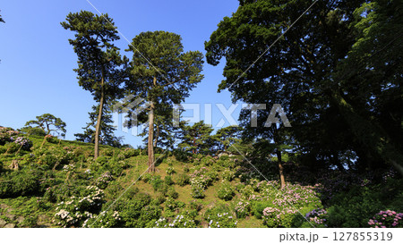 小田原城址の紫陽花 小田原城址の紫陽花 127855319