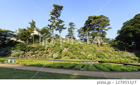 小田原城址の紫陽花 小田原城址の紫陽花 127855327