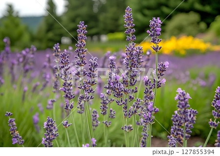 A Field of Lavender Blossoms in Full Bloom.  127855394