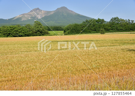 初夏の北海道森町でもうすぐ収穫を迎える秋まき小麦畑と駒ヶ岳の風景を撮影 127855464