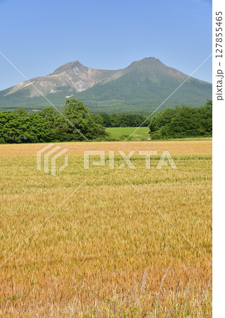 初夏の北海道森町でもうすぐ収穫を迎える秋まき小麦畑と駒ヶ岳の風景を撮影 初夏の北海道森町でもうすぐ収穫を迎える秋まき小麦畑と駒ヶ岳の風景を撮影 127855465