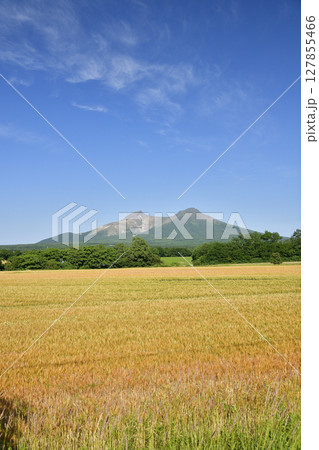 初夏の北海道森町でもうすぐ収穫を迎える秋まき小麦畑と駒ヶ岳の風景を撮影 127855466