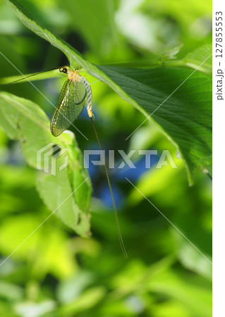 フタスジモンカゲロウ フタスジモンカゲロウ 127855553