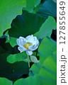 白い蓮の花 127855649