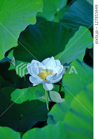 白い蓮の花 127855649