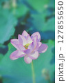朝方に咲く、蓮の花 127855650