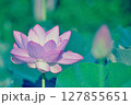 ピンク色の蓮の花と手前には蓮の蕾 127855651