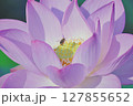 ハスの花にとまるミツバチ 127855652