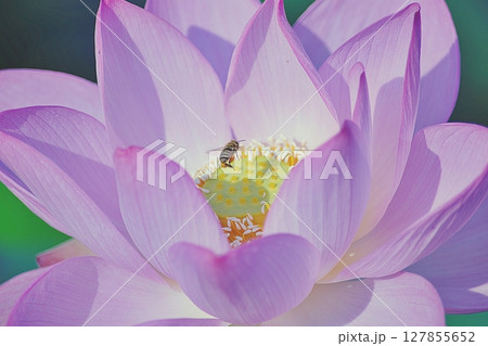 ハスの花にとまるミツバチ 127855652