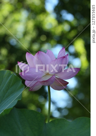 早朝の緑葉に咲くハスの花　夏風景 127855685