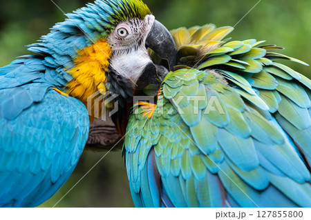 毛づくろいをする二羽のコンゴウインコ 127855800