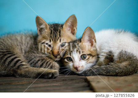 A group of cute kittens snuggled together on a wooden surface, creating a tranquil scene 127855826