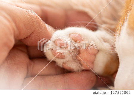 可愛い猫の手を触る人 127855863
