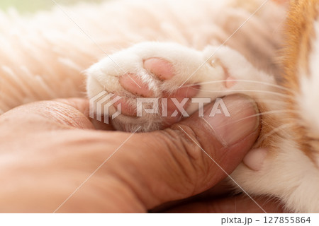 可愛い猫の手を触る人 127855864