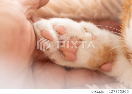 可愛い猫の手を触る人 127855866