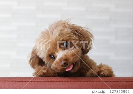椅子の背からこっちをみているトイ・プードル 椅子の背からこっちをみているトイ・プードル 127855993
