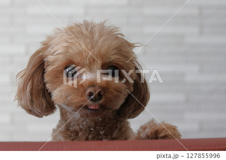 椅子の背からこっちをみているトイ・プードル 127855996