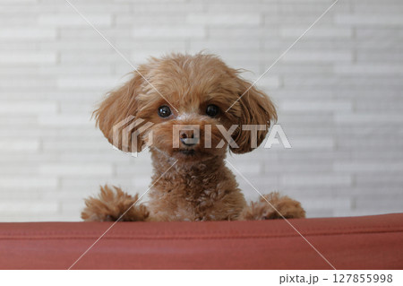椅子の背からこっちをみているトイ・プードル 127855998