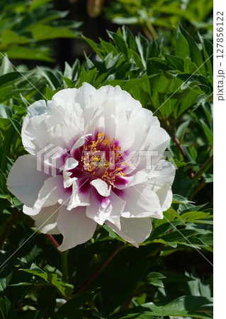 シャクヤクの花「コーラルイス」・2025年5月 シャクヤクの花「コーラルイス」・2025年5月 127856122