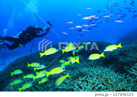 魚の群れを撮影するダイバー 水中写真 魚の群れを撮影するダイバー 水中写真 127856123