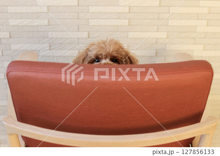 椅子の背からこっちをみているトイ・プードル 127856133