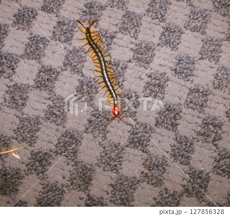 トビズムカデ トビズムカデ 127856328