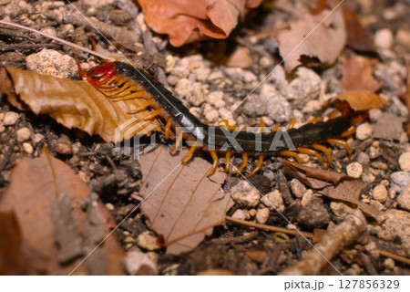 トビズムカデ 127856329