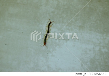 トビズムカデ 127856330