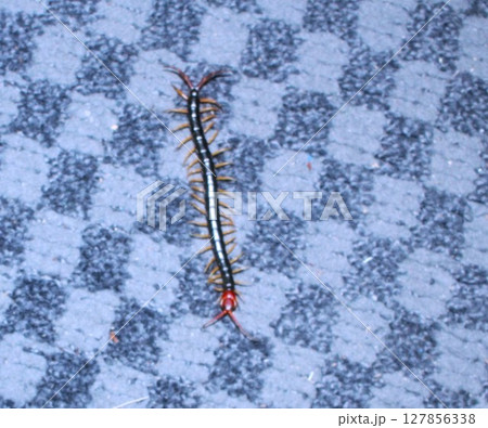 トビズムカデ 127856338