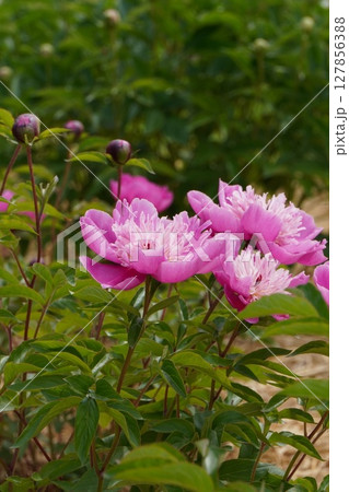 芍薬の花"さつき"・2025年5月 芍薬の花"さつき"・2025年5月 127856388