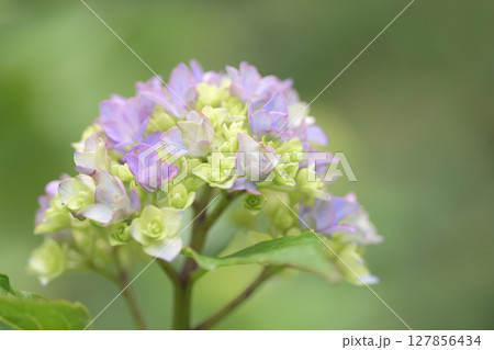 黄色か緑か紫かアジサイの色は複雑である 127856434