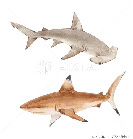 Watercolor hammerhead and reef shark illustration. Realistic ocean predators hand drawn clipart for marine life design, kids decor, educational projects, and underwater-themed artwork. Watercolor hammerhead and reef shark illustration. Realistic ocean predators hand drawn clipart for marine life design, kids decor, educational projects, and underwater-themed artwork. 127856462