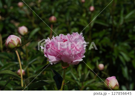 芍薬 の花"サラ ベルナール"・2025年5月 芍薬 の花"サラ ベルナール"・2025年5月 127856645