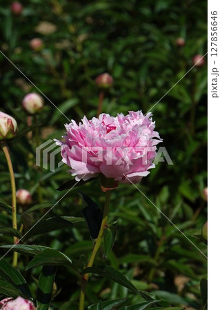 芍薬 の花"サラ ベルナール"・2025年5月 127856646