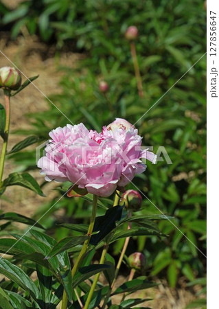 芍薬 の花"サラ ベルナール"・2025年5月 127856647