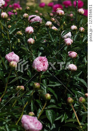 芍薬 の花"サラ ベルナール"・2025年5月 127856651