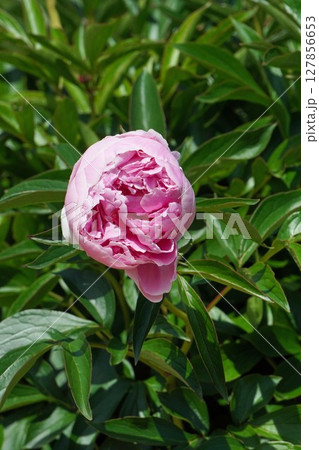 芍薬 の花"サラ ベルナール"・2025年5月 芍薬 の花"サラ ベルナール"・2025年5月 127856653