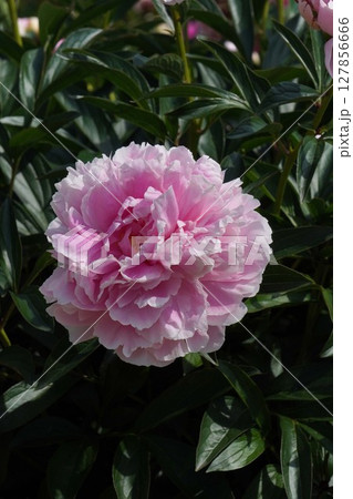 芍薬 の花"サラ ベルナール"・2025年5月 127856666