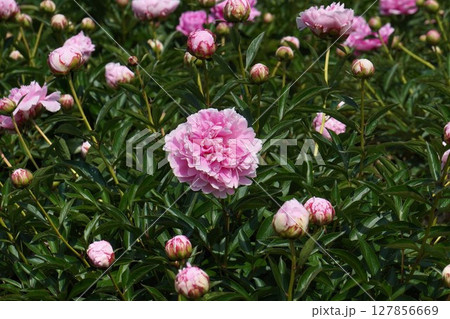 芍薬 の花"サラ ベルナール"・2025年5月 芍薬 の花"サラ ベルナール"・2025年5月 127856669