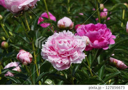 芍薬 の花"サラ ベルナール"・2025年5月 芍薬 の花"サラ ベルナール"・2025年5月 127856673