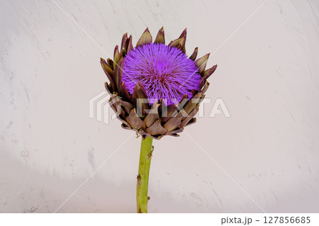 白背景で撮影したアーティチョーク 白背景で撮影したアーティチョーク 127856685