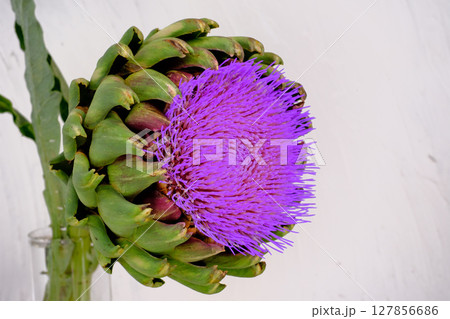 アーティチョーク アーティチョーク 127856686