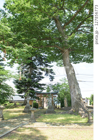 愛宕神社　わらじの掛かった欅の御神木　秋田県横手市 127856773