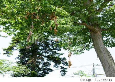 愛宕神社　わらじの掛かった欅の御神木　秋田県横手市 127856843