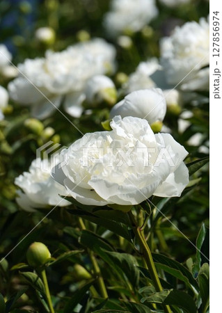 芍薬の花"ダッチェスネムール"2025年5月 127856974