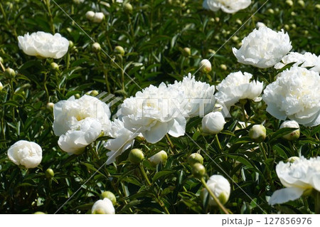 芍薬の花"ダッチェスネムール"2025年5月 芍薬の花"ダッチェスネムール"2025年5月 127856976